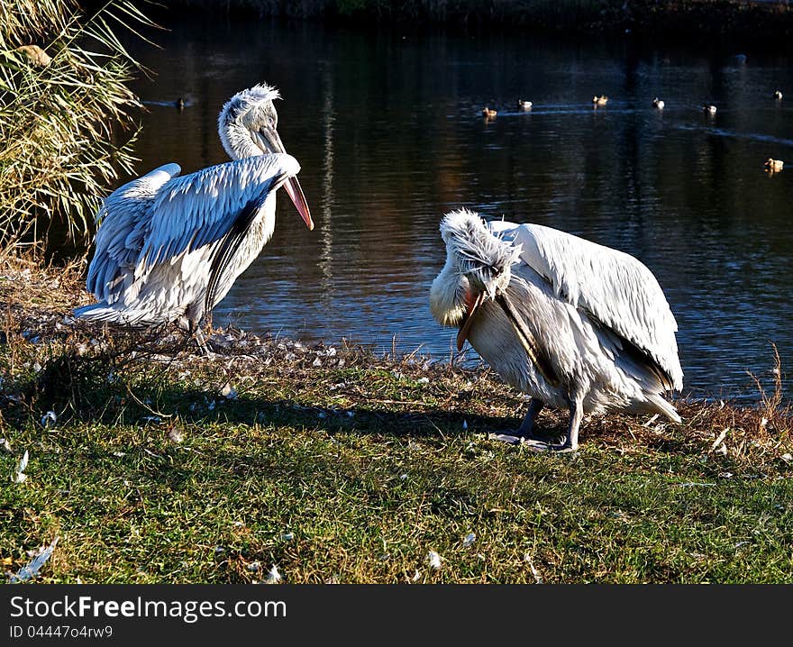 Pelicans on vacation.