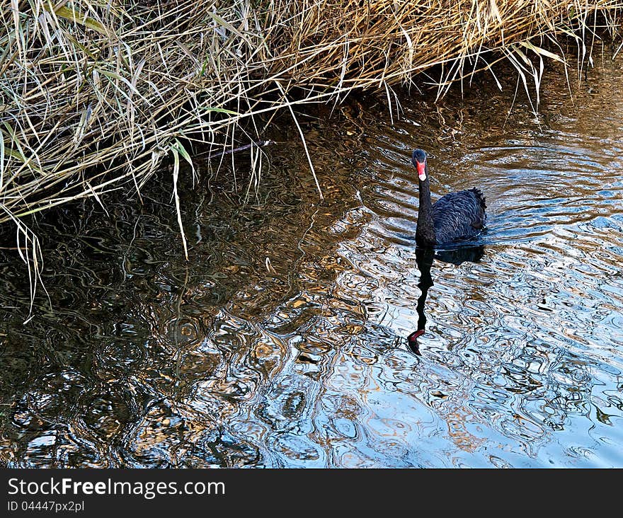 Black Swan.