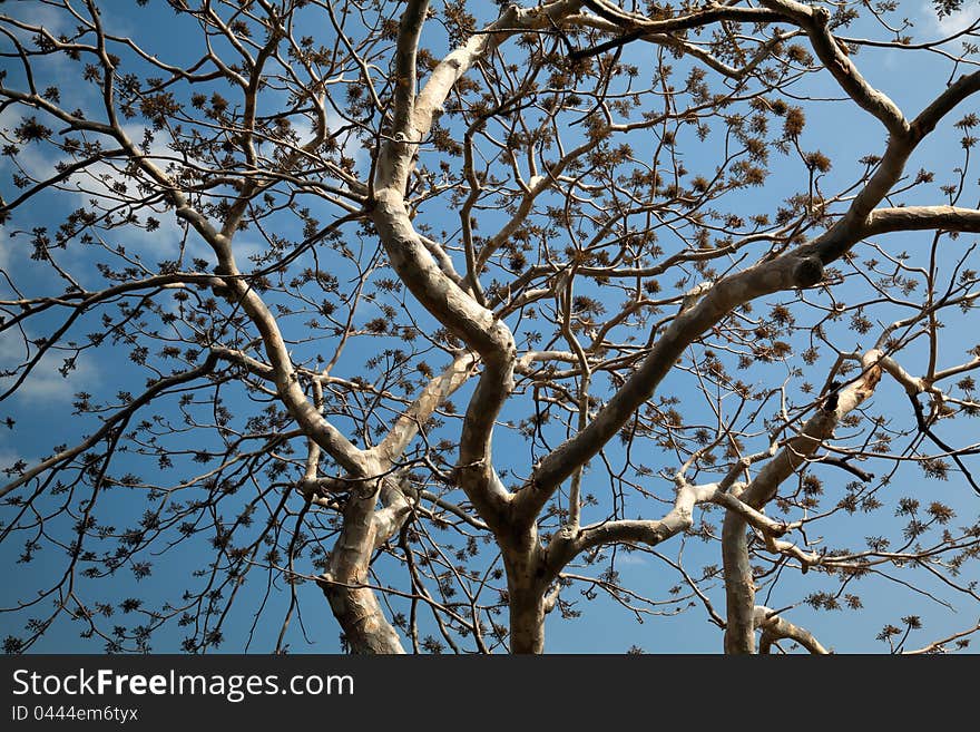 Old white colored tree with few leaves under blue sky