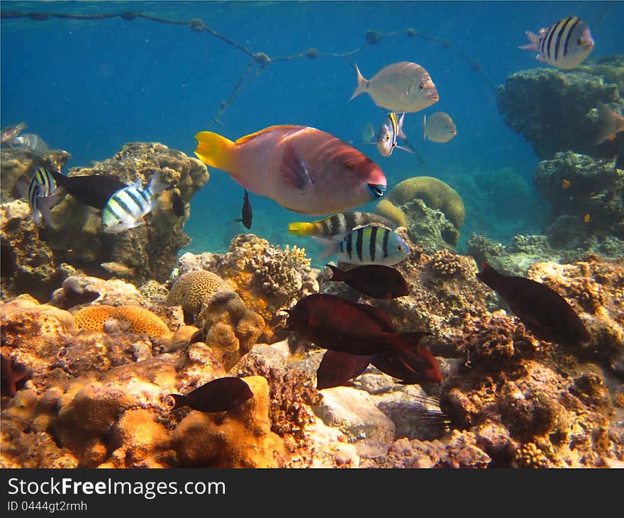 Morning on a coral reef