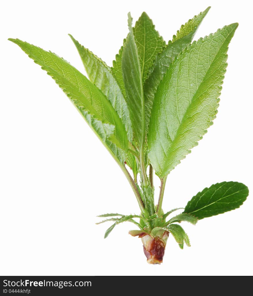 Gentle spring leaves on a white background. Gentle spring leaves on a white background.