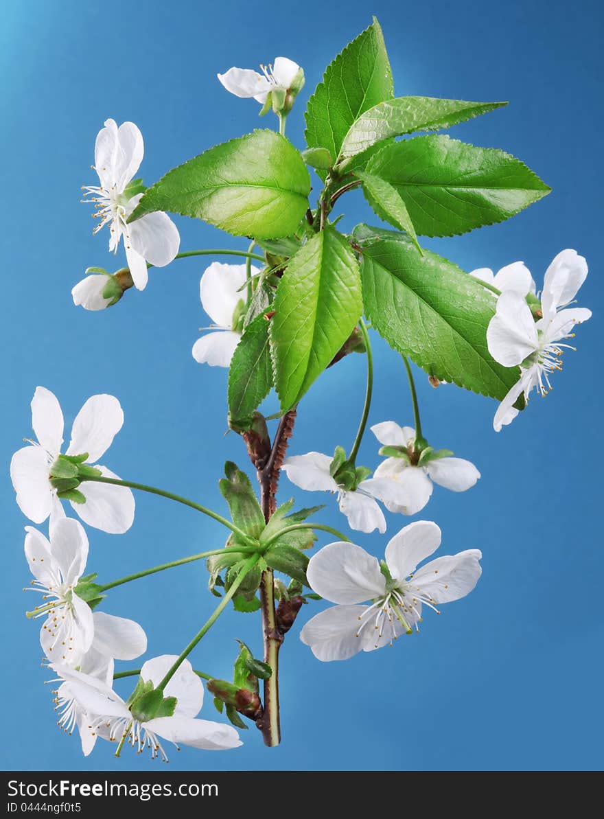 Three cherry flowers on a blue background.