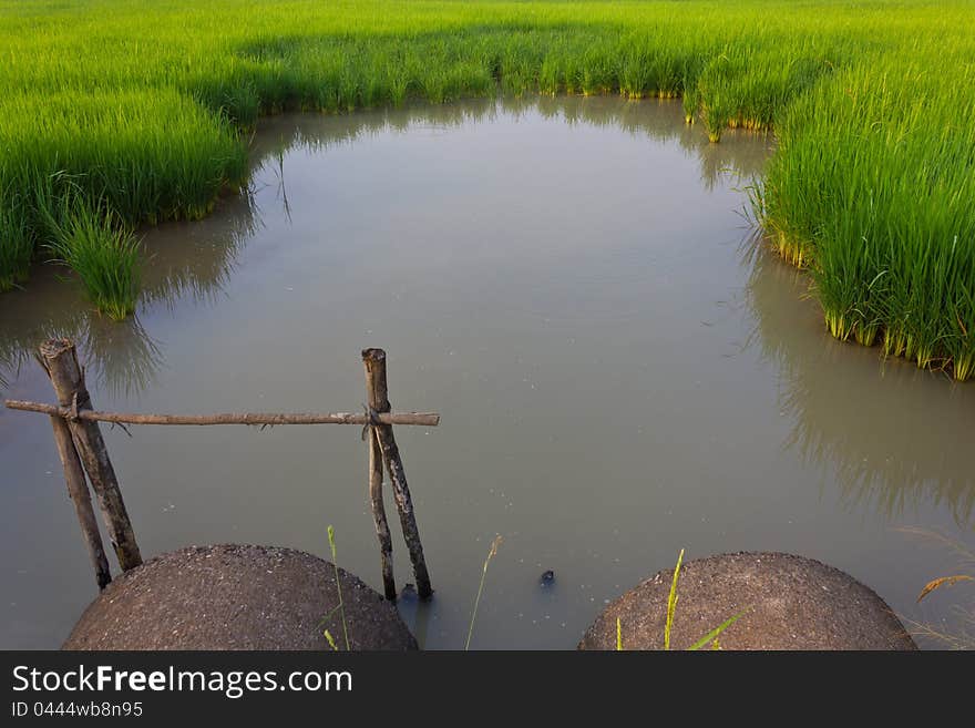 Cement pipe for drainage in the paddy fields. Cement pipe for drainage in the paddy fields.