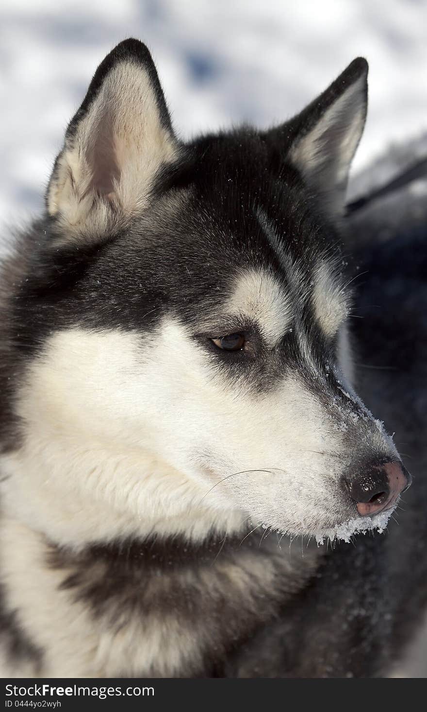 Beautiful Siberian Husky