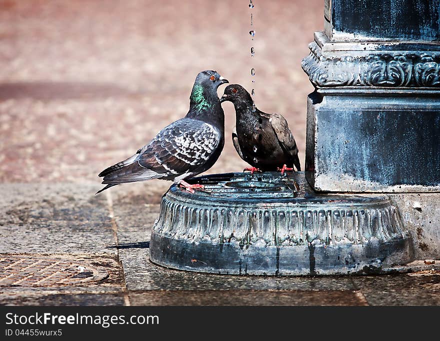 Two pigeons drink water from the city spring