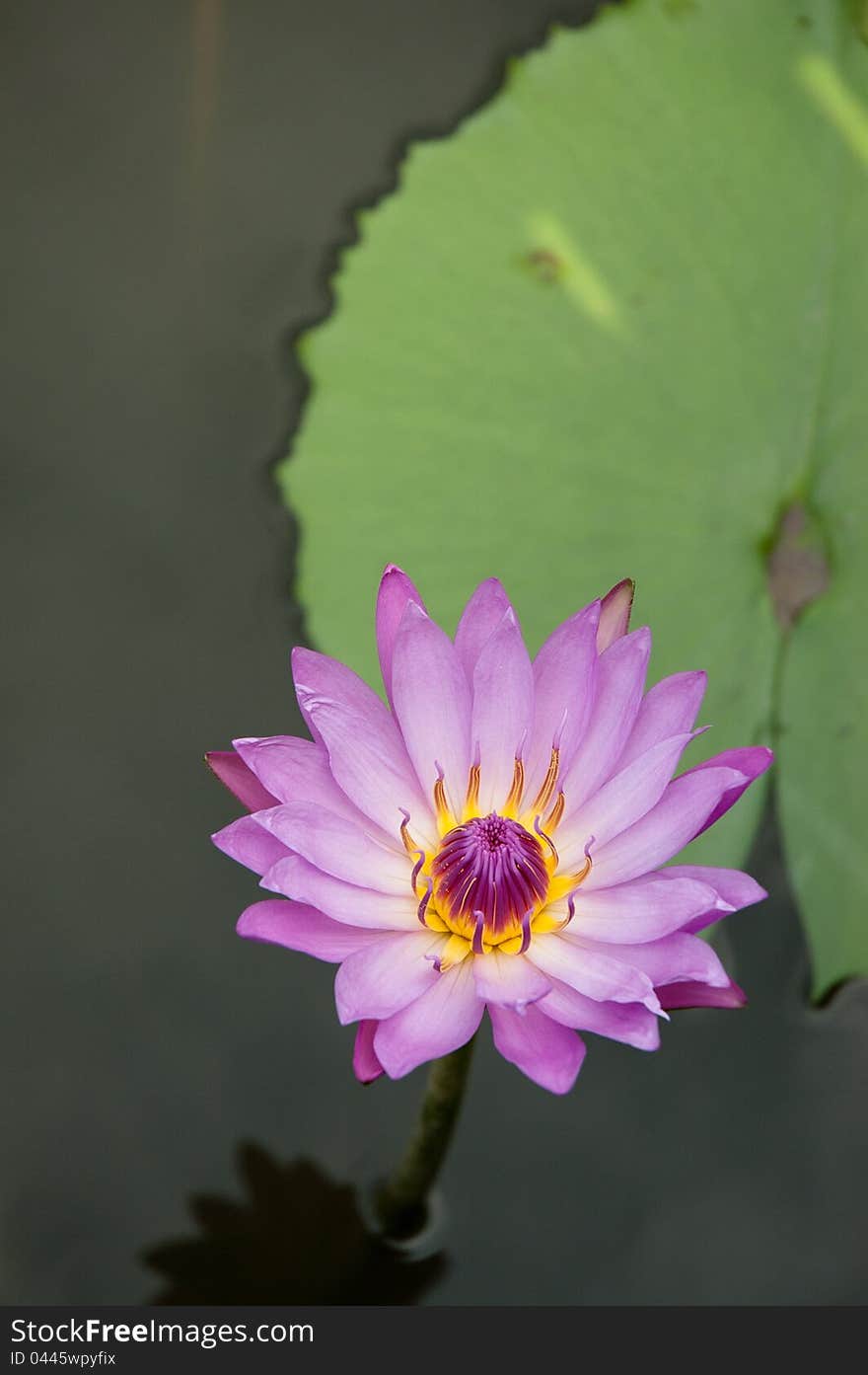 One pink lotus with one leaf