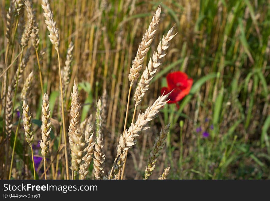 Closeup of ripe wheat