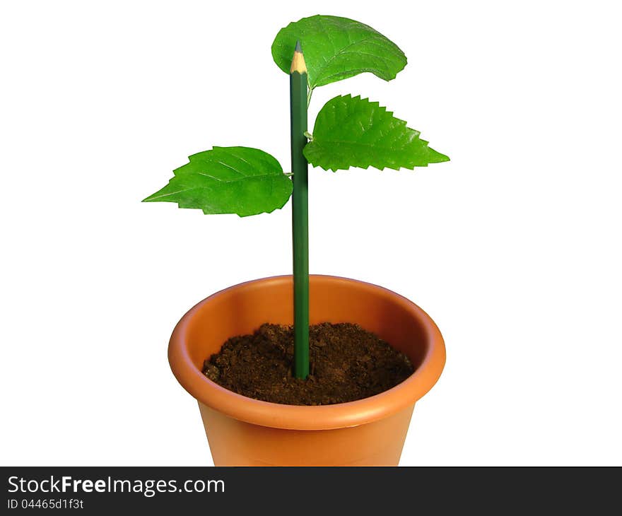 Flowerpot with a pencil from which leaves have grown