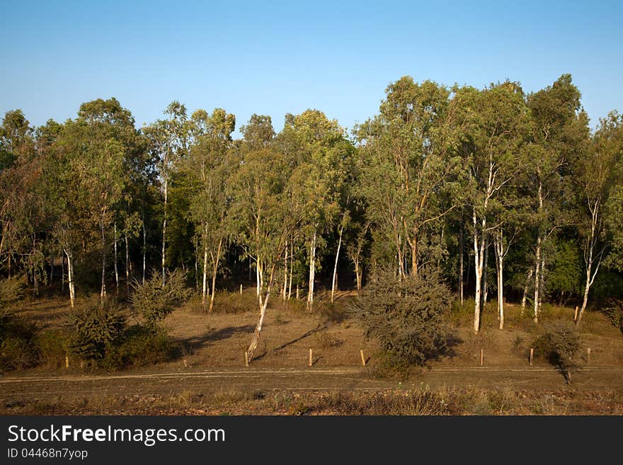 Trees in the forest