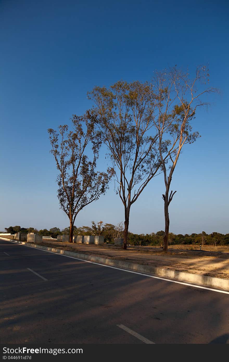 Beautiful view of  road side trees  in forest under blue sky. Beautiful view of  road side trees  in forest under blue sky