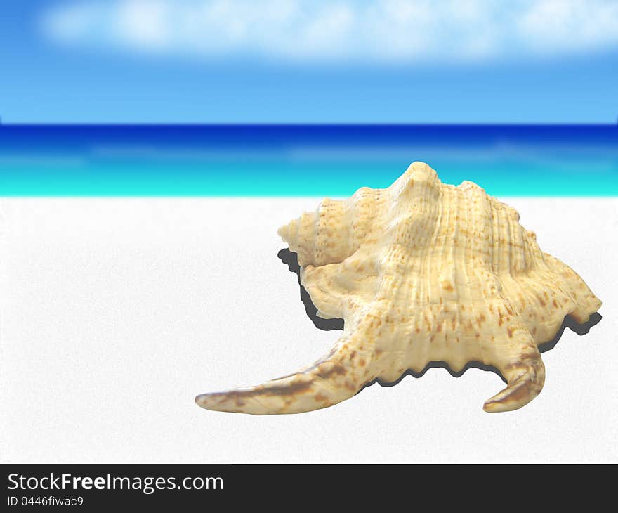 Sea shell on white sand against the sea