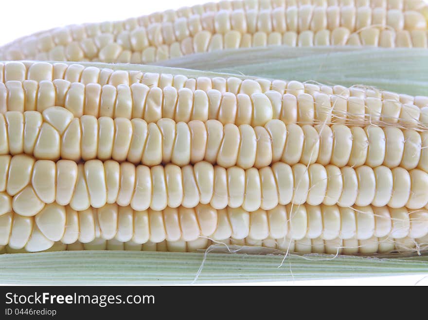 The corn, mature, corn of white background, grain.