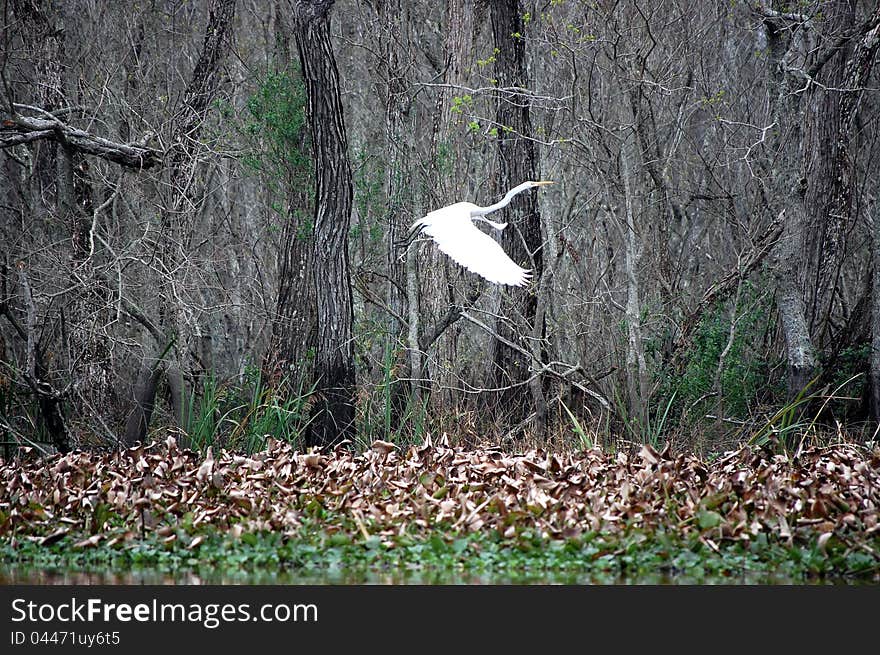 Louisiana Crane