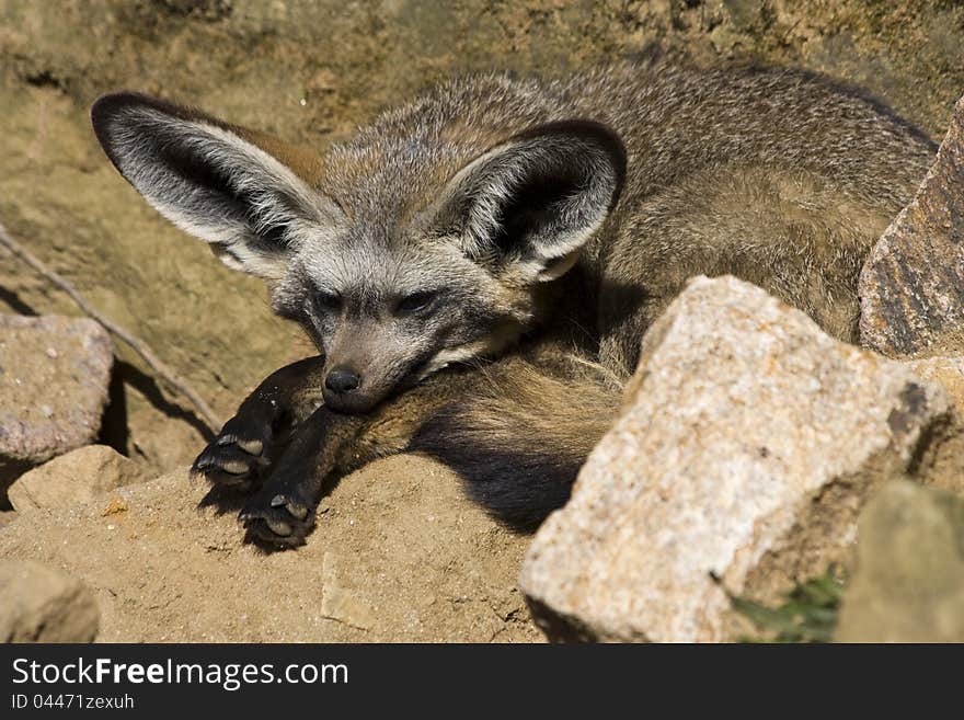 Females lying on the ground, resting females, females lying on the sand, females between the rocks, watching the neighborhood girls. Females lying on the ground, resting females, females lying on the sand, females between the rocks, watching the neighborhood girls