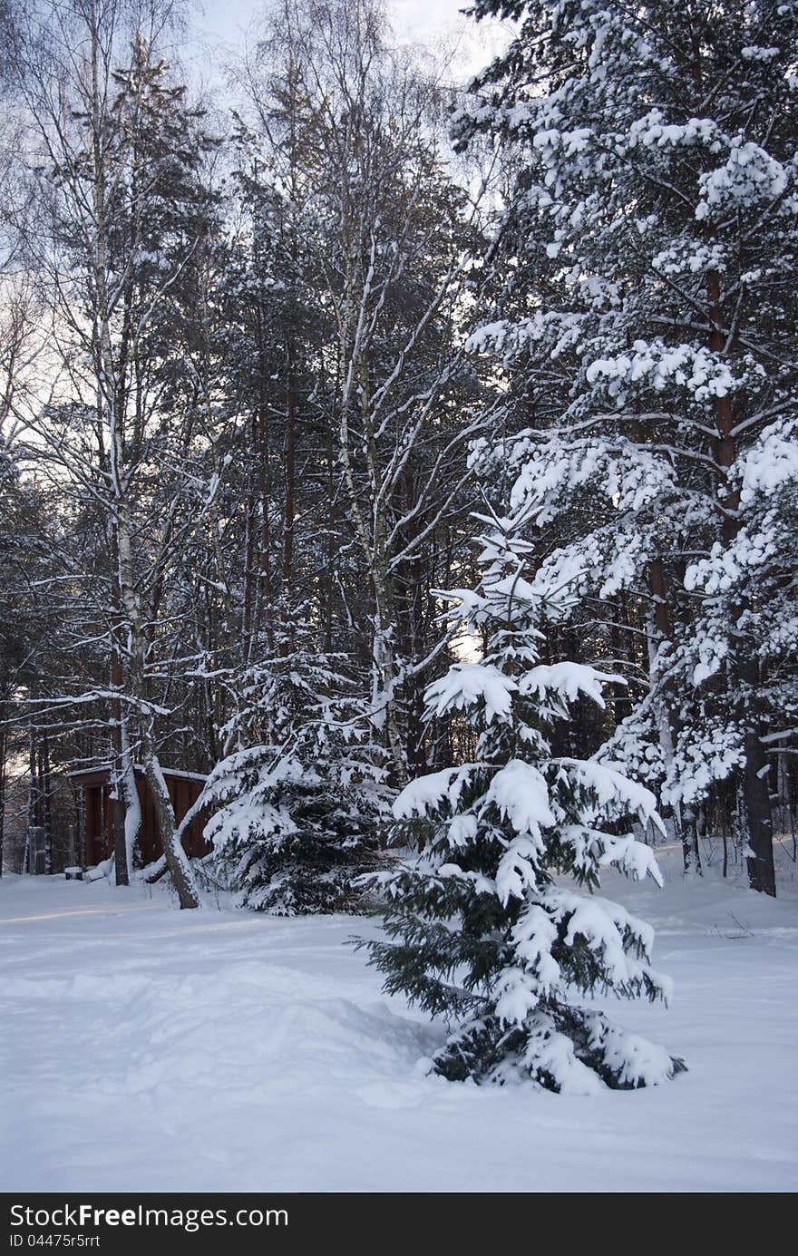 Winter spruce frorest covered with snow in sunny day. Winter spruce frorest covered with snow in sunny day