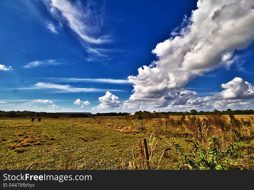 Pasture in Florida