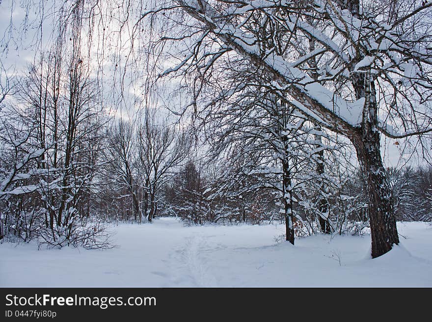 Winter landscape with droopy trees due to heavy snow