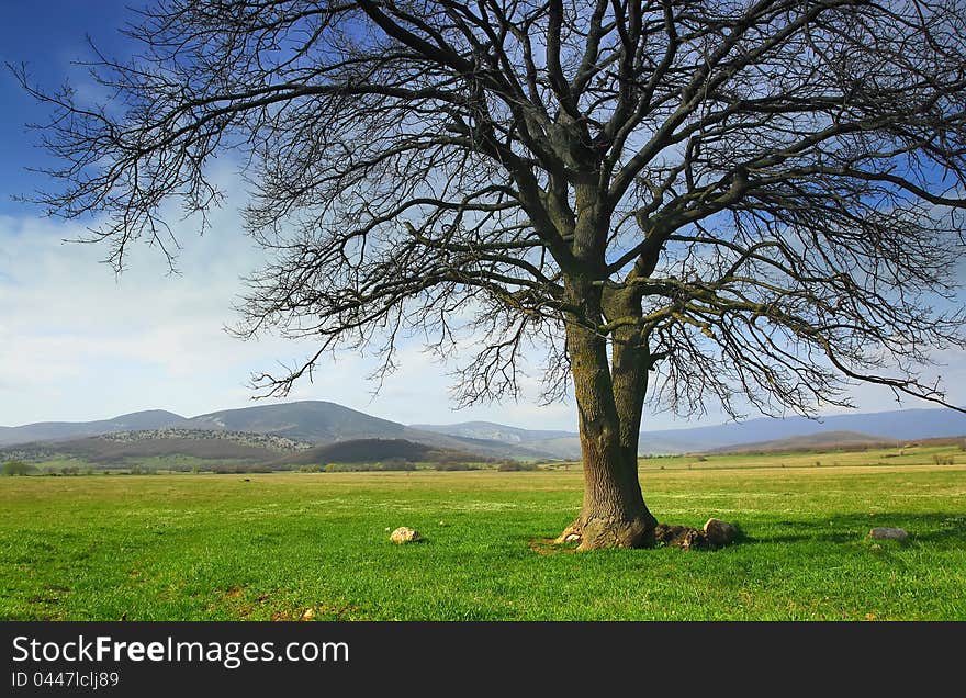 Lonely tree in the valley on a background of mount