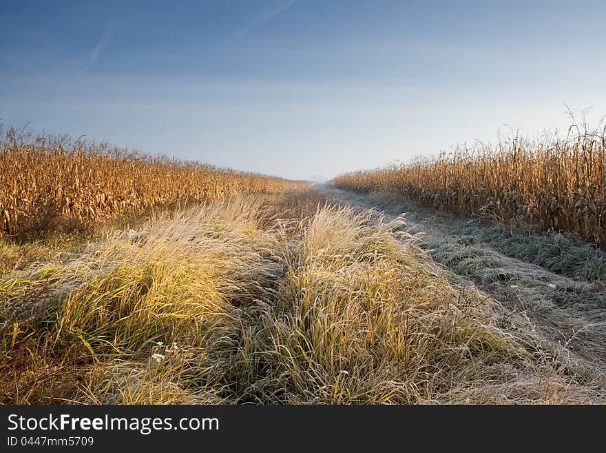 Road through Corn Field