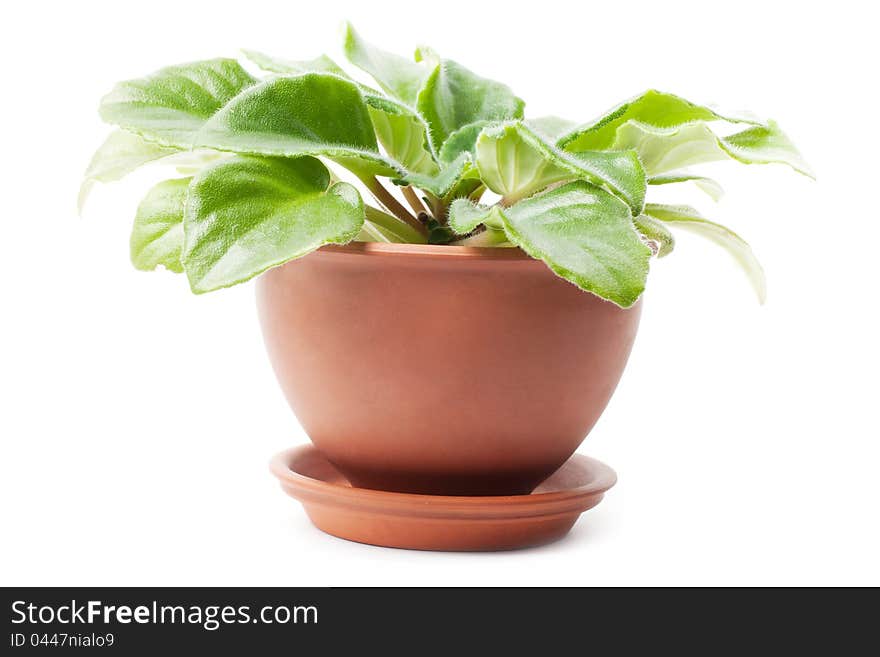 Purple violets growing in terracotta flower pot. Purple violets growing in terracotta flower pot