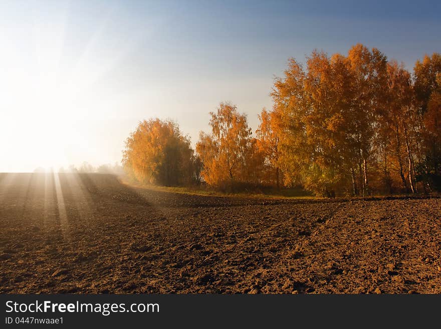 A plowed field on a background of trees