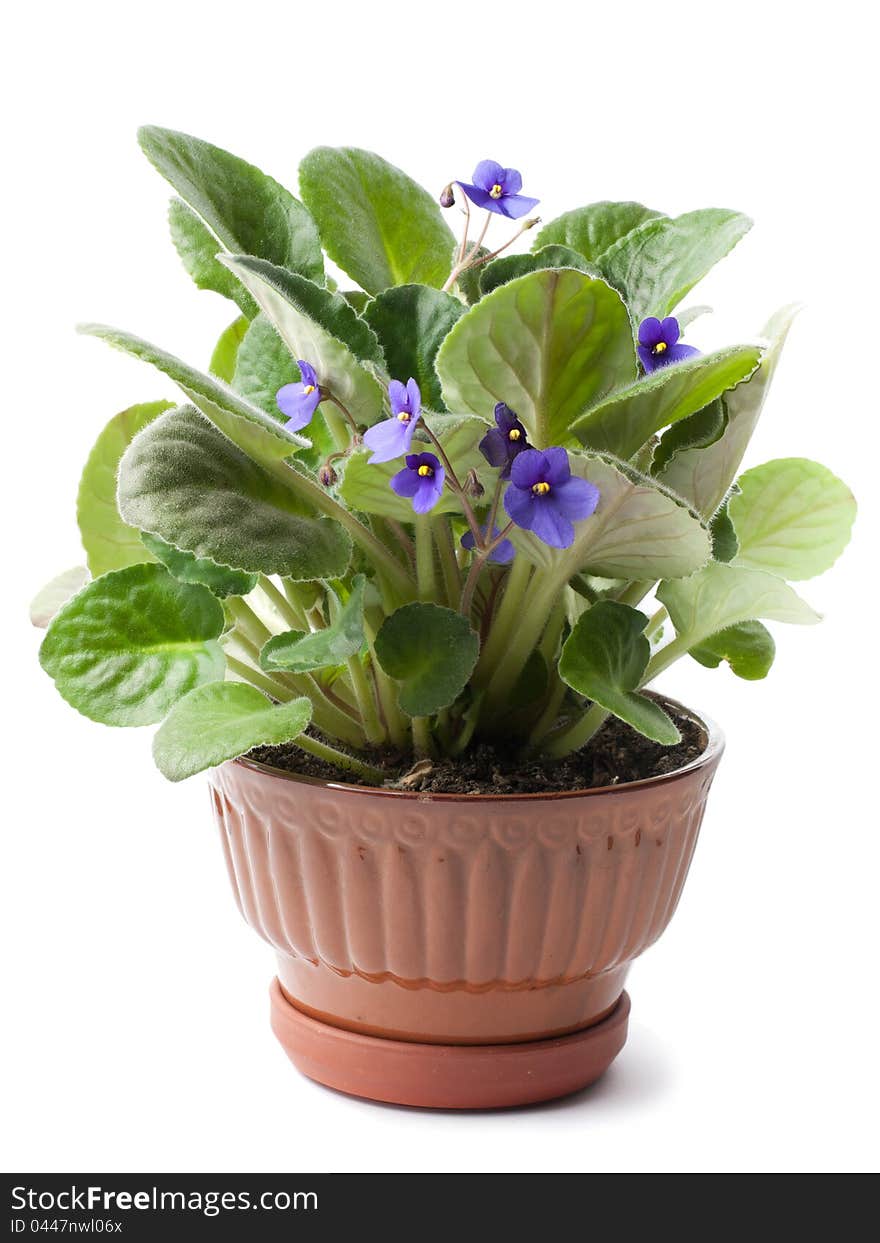 Purple violets in glossy terracotta flower pot