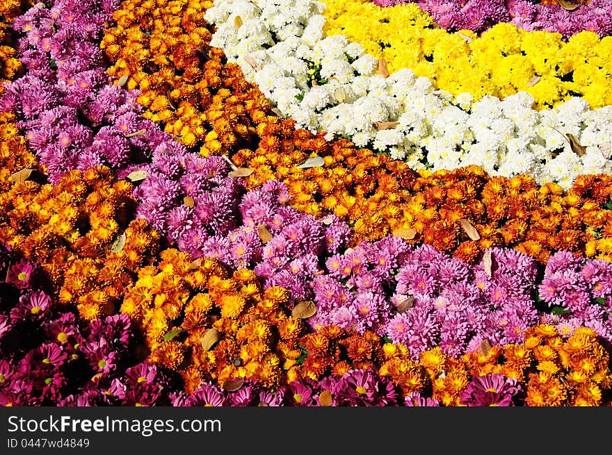 Row Of Flowers In Garden