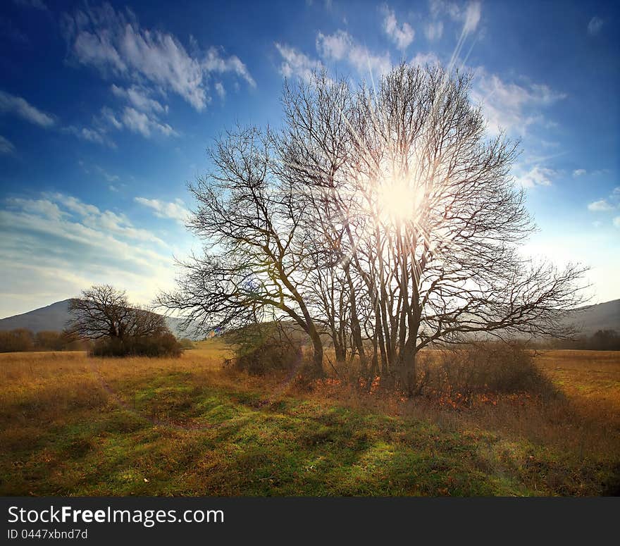 Autumn landscape with sunlight filtering through tree branches and mountains in the background