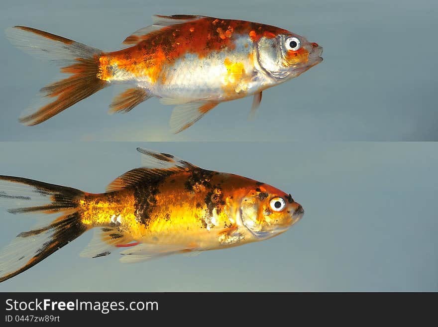 Two fancy carp with white gray background