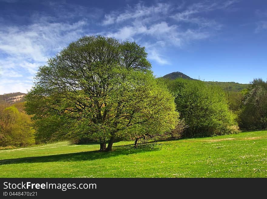 Trees in the valley with mountains