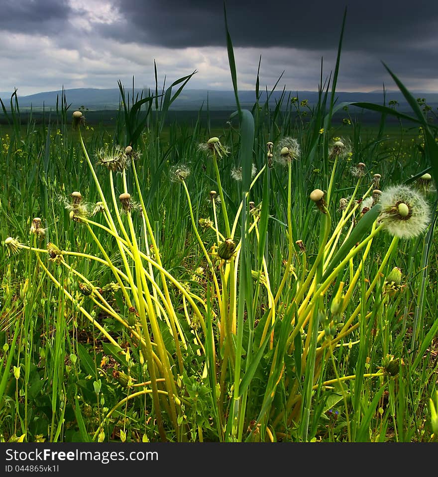 The dandelions against a stormy sky. The dandelions against a stormy sky