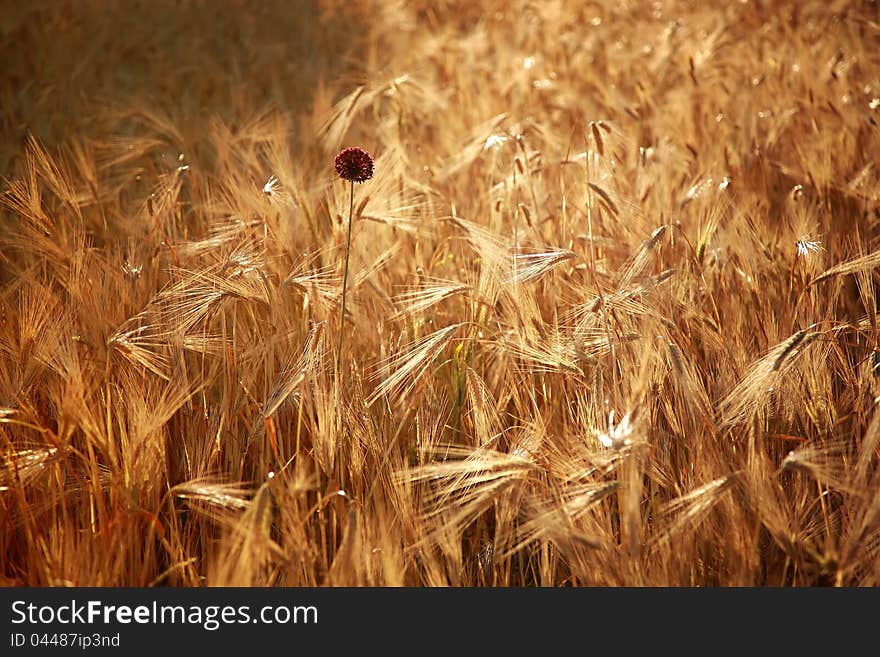 The ripe wheat field at sunset