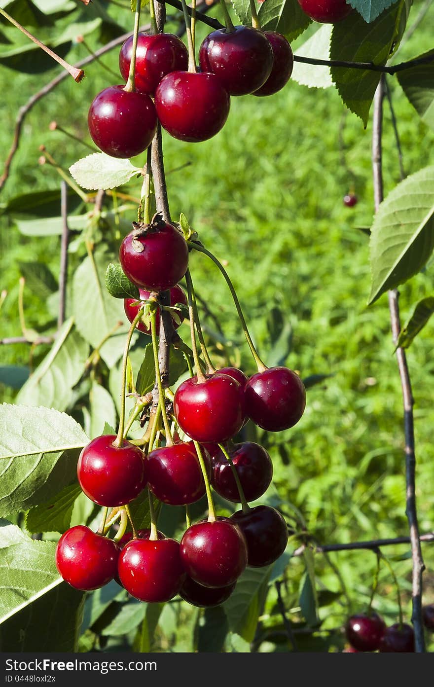 A heavily laden branch of a cherry tree. A heavily laden branch of a cherry tree