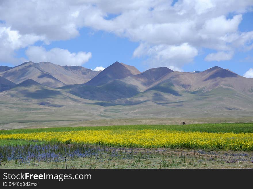 The full of flowers meadow in Tibet. The full of flowers meadow in Tibet