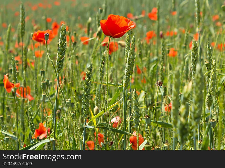 Detail of green wheat with red poppies