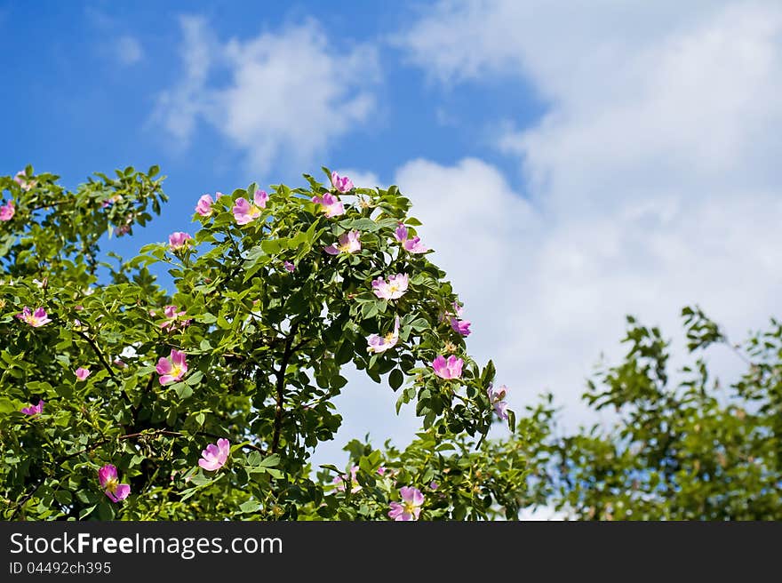 Blossom detail of Fructus cynosbati with blue sky and cloud. Blossom detail of Fructus cynosbati with blue sky and cloud