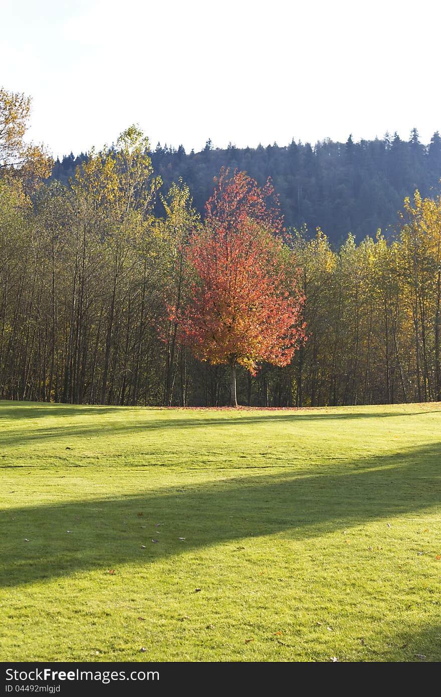 Orange maple tree in the forest. Orange maple tree in the forest