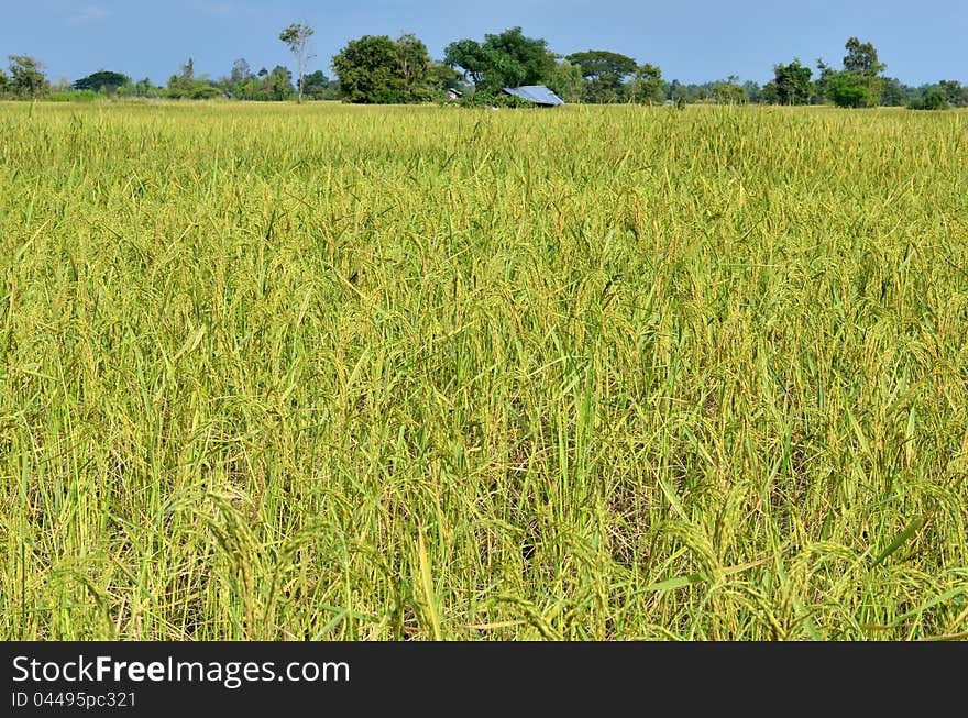 Rice field