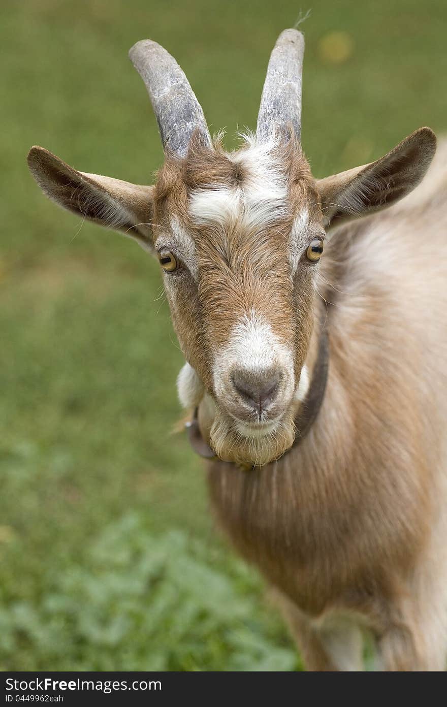 Portrait of a beautifu goat. Portrait of a beautifu goat.