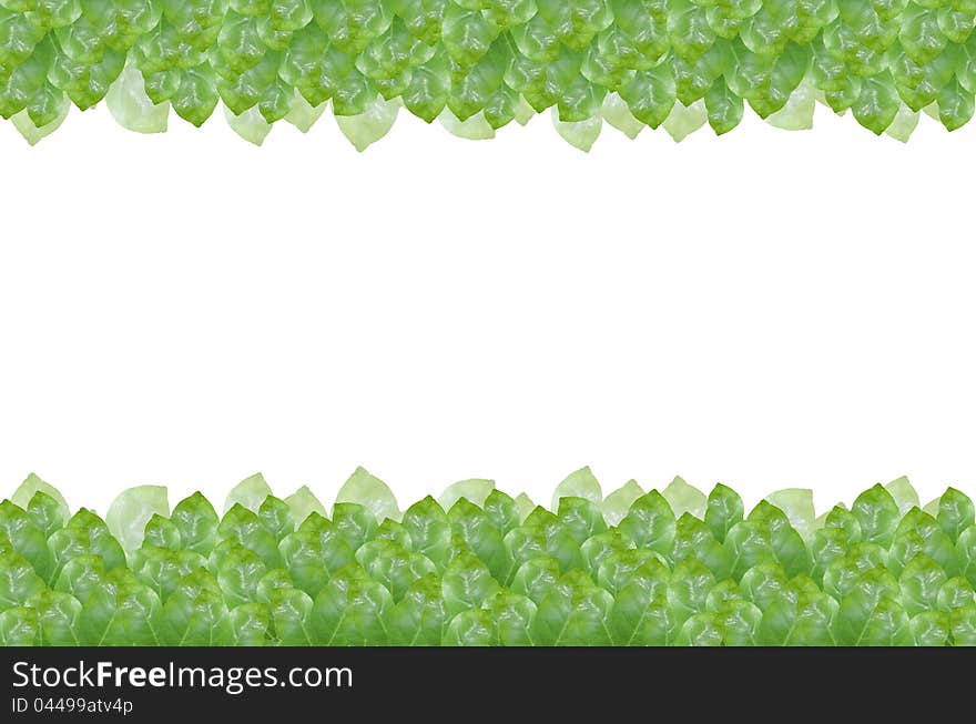 Green leave on white background. Green leave on white background