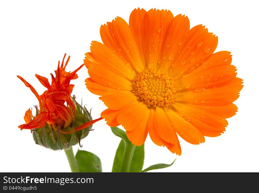 Flower of calendula