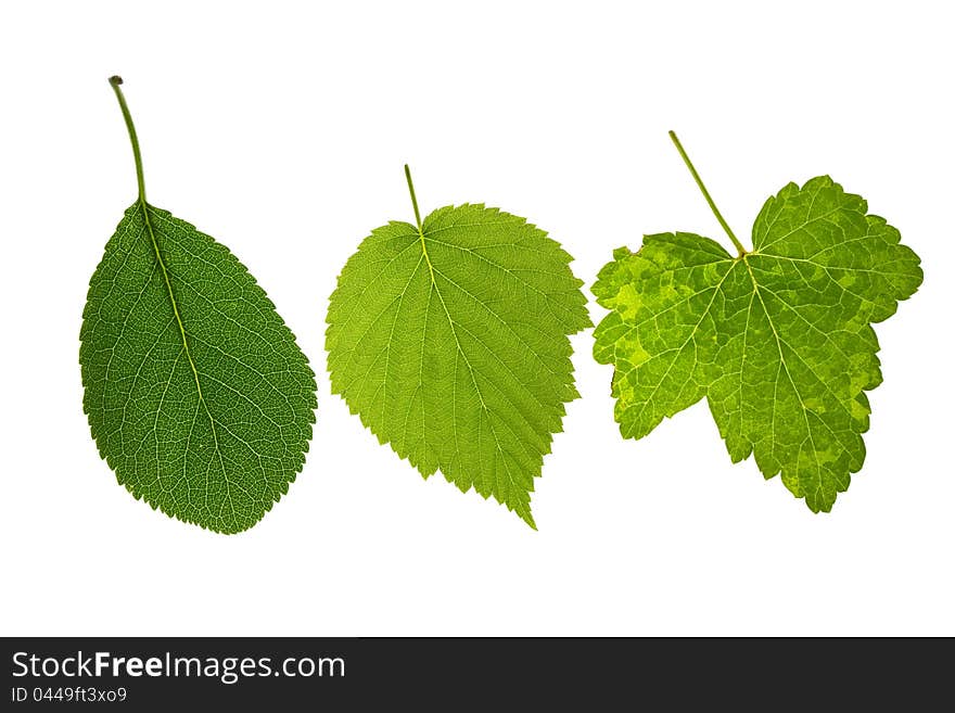 Apple,raspberry and currant leaves on isolated