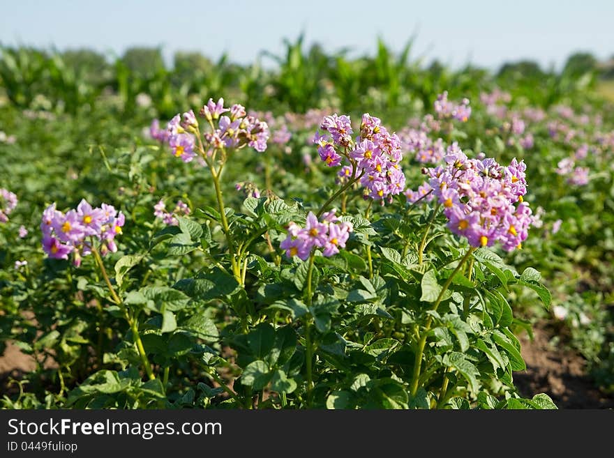 Blossoms flowers of potato . Blossoms flowers of potato .