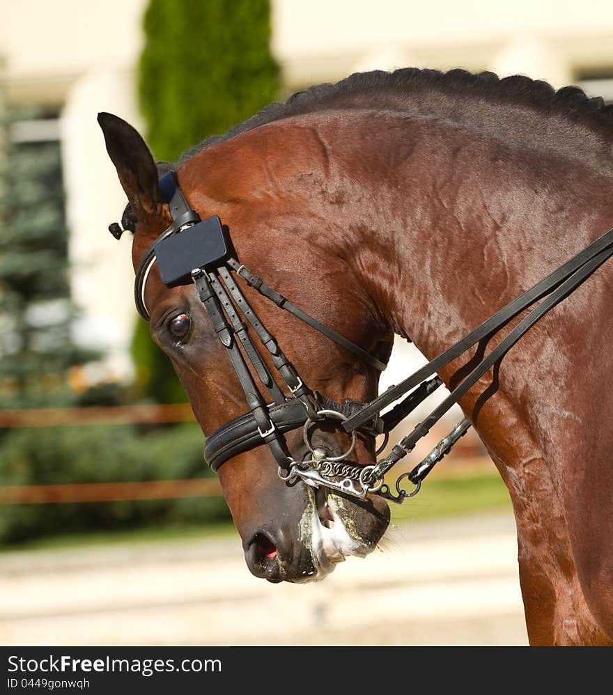 Portrait of beautiful dressage horse