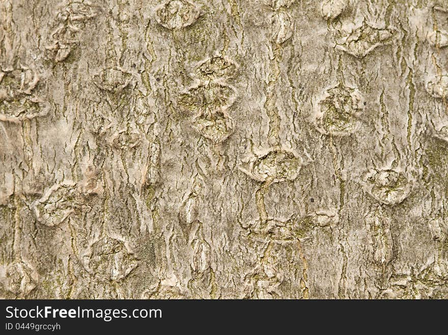 Texture of a magnolia tree