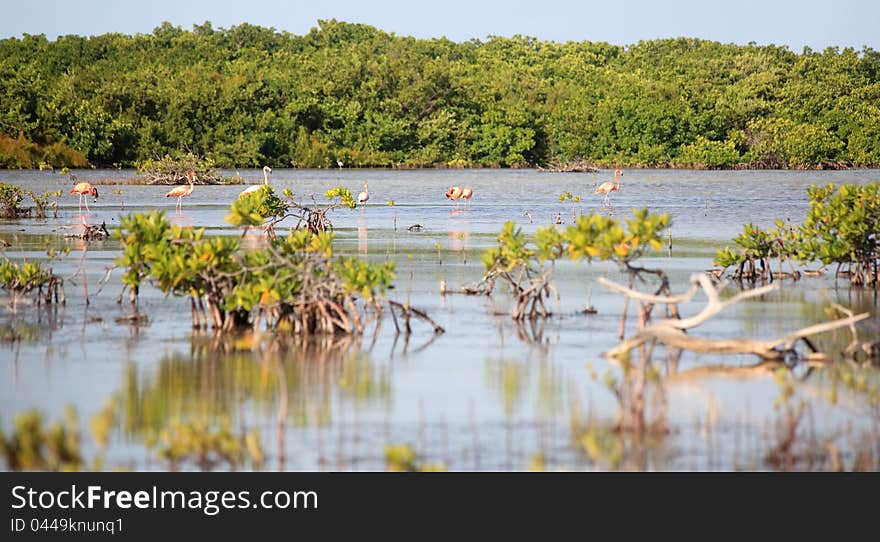 American Flamingo