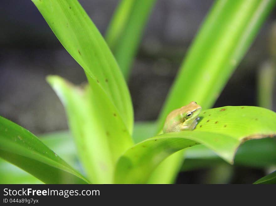 Frog on the green leaf