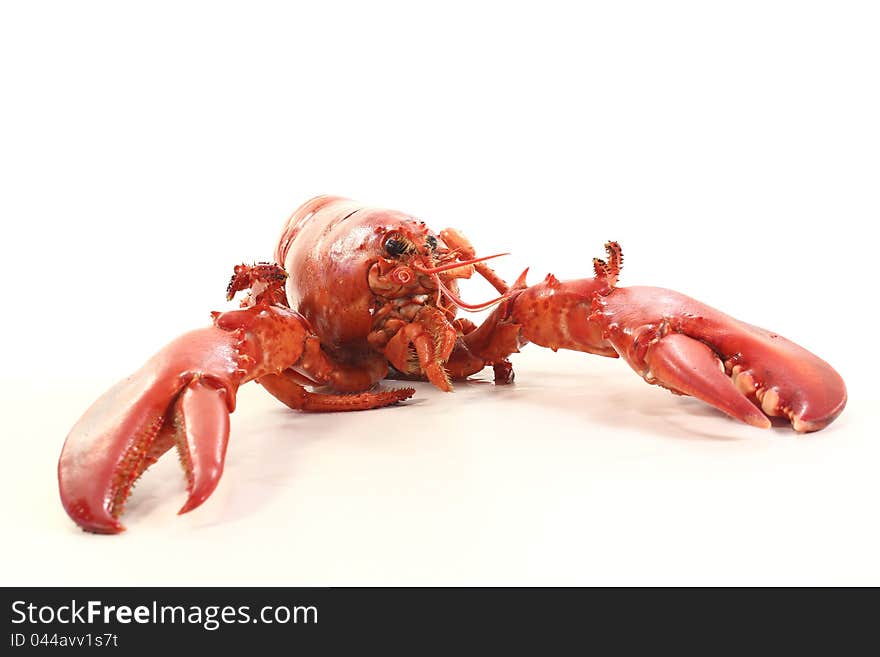 Freshly cooked red lobster on a white background. Freshly cooked red lobster on a white background