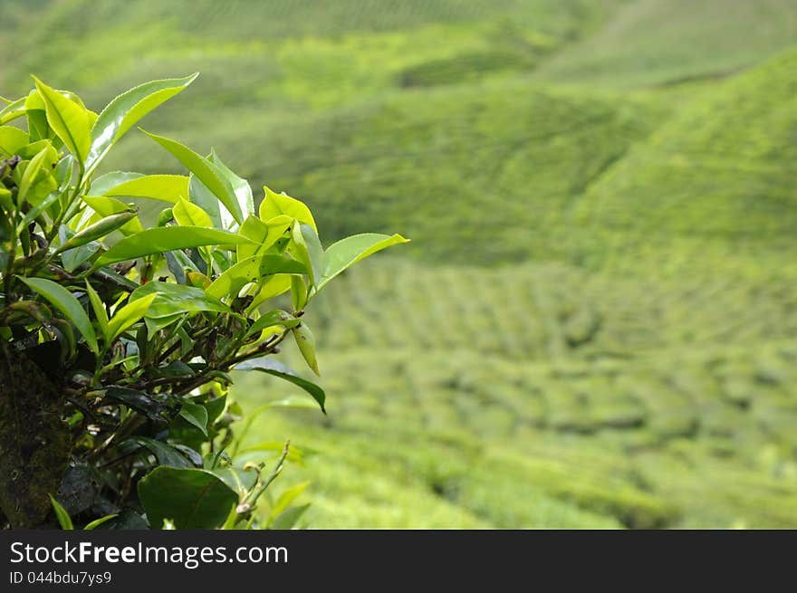 Highland Resort Tea Plantation