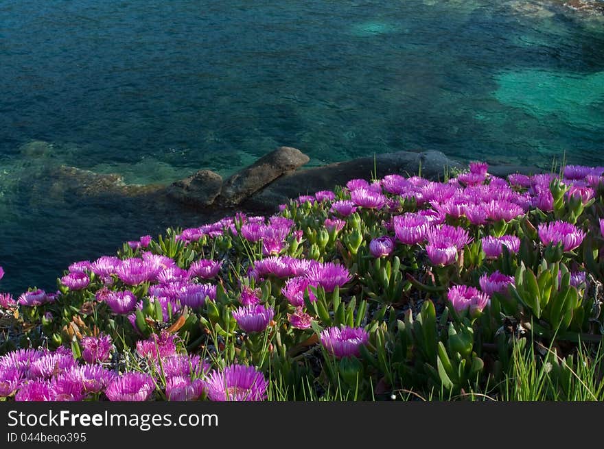 Spring colors a corner of rocks on the Elba island. Spring colors a corner of rocks on the Elba island